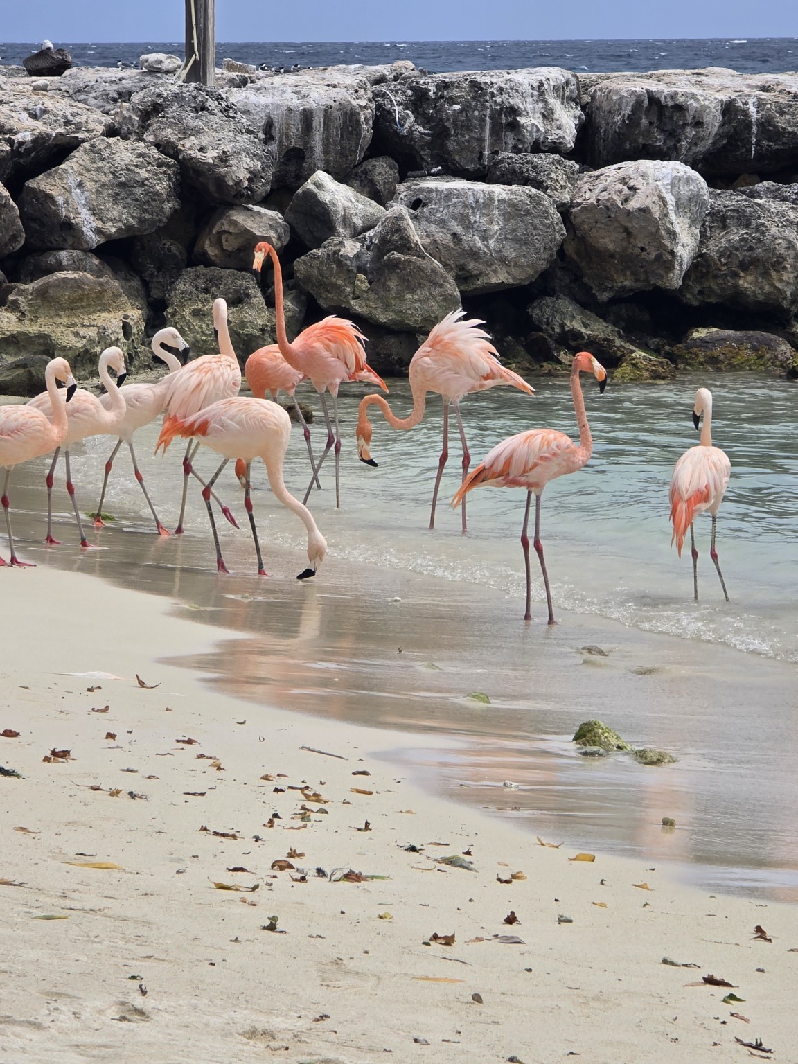 Pink flamingos at the water’s edge during Rhode’s Aruba trip